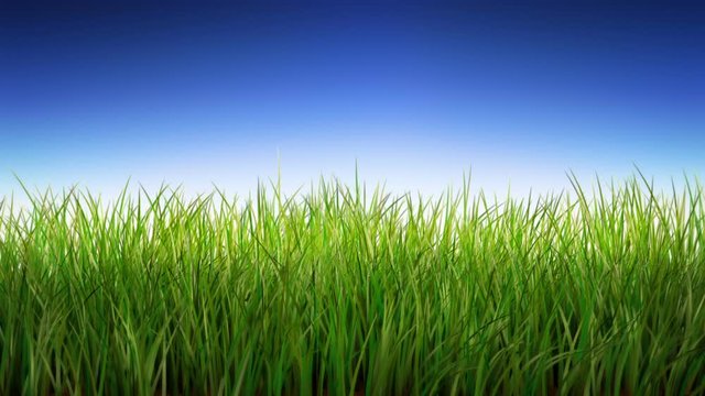 Green Grass in the breeze. Loopable, with alpha matte. Long grass waving in the breeze. Nature background. More options in my portfolio.