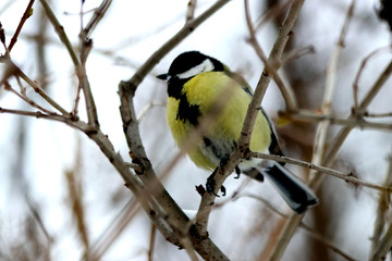 great tit on branch