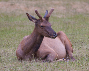 Wild Wapiti