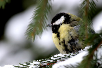 great tit on branch