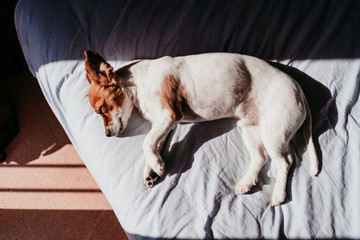 cute small jack russell dog resting on bed on a sunny day