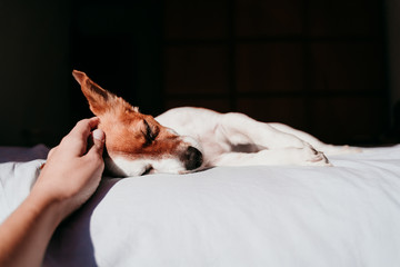 Obraz premium woman hand touching cute small jack russell dog resting on bed on a sunny day