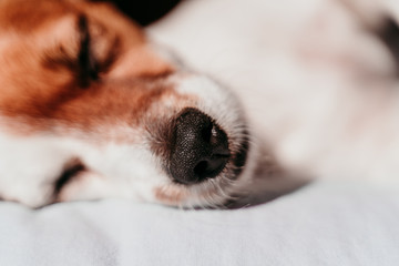close up view of cute small jack russell dog resting on bed on a sunny day