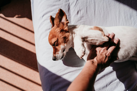 woman hand touching cute small jack russell dog resting on bed on a sunny day