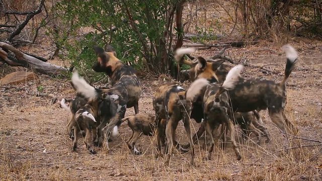 Pack of African wild dog adults and young in Kruger National park, South Africa ; Specie Lycaon pictus family of Canidae