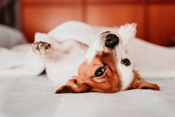 cute small jack russell dog resting upside down on bed on a sunny day