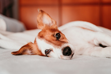Obraz premium cute small jack russell dog resting on bed on a sunny day