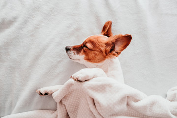 cute small jack russell dog resting on bed on a sunny day covered with a blanket