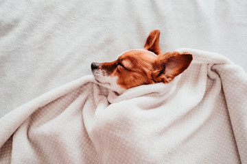 cute small jack russell dog resting on bed on a sunny day covered with a blanket