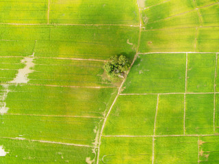An aerial view of paddy plantation for rice production in Asia