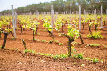 Young green vineyard growing in Puglia, variety of Primitivo of Manduria