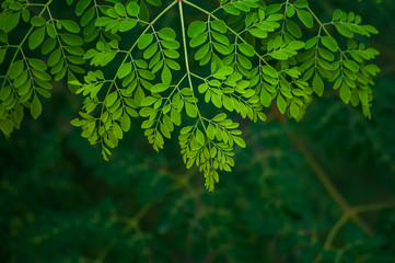 Moringa tree leaf background
