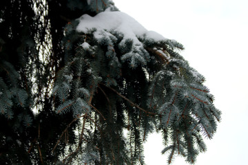 snow covered tree branches