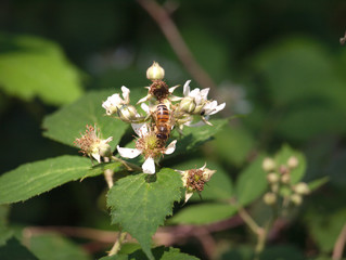 bee