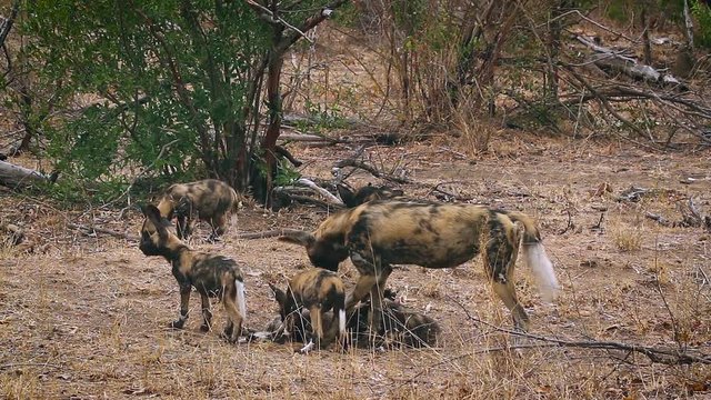 Pack of African wild dog adults and young in Kruger National park, South Africa ; Specie Lycaon pictus family of Canidae