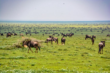 Naklejka na ściany i meble great migration across the serengeti