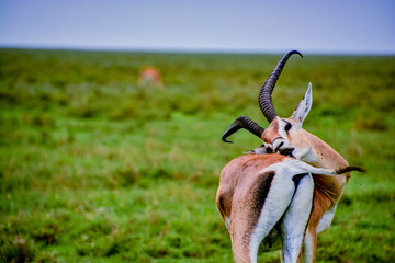impala on the serengeti