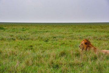 lions in tanzania