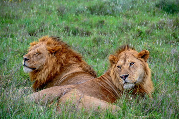 brother lions on the serengeti