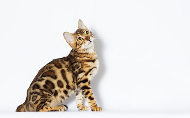 Naklejka na ściany i meble kitten looks sideways, Bengal breed