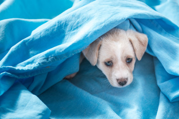 Nice puppy hides under the blue sheets and looks up with a sad face.