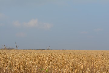 yellow autumn field of wheat