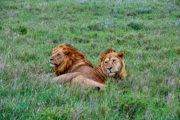 brother lions on the serengeti