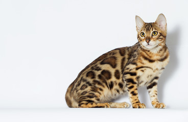 kitten looks sideways in full growth, Bengal breed