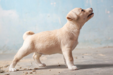 Short and light-haired puppy stands firm looking straight ahead. Force expression.