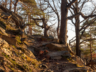 Waldweg