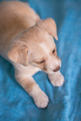Light-colored puppy lying on a blue cloth. Head view.