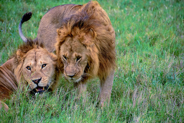 lions in tanzania