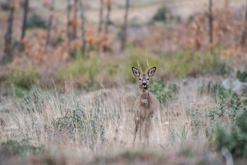 Un corzo en el bosque