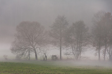 Obraz na płótnie Canvas Nebelstimmung in einer Wiesenlandschaft