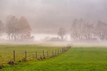 Nebelstimmung in einer Wiesenlandschaft