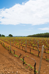 Young green vineyard growing in Puglia, variety of Primitivo of Manduria