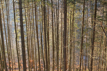 Tannen Stämme im Wald