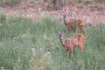 Una pareja de corzos en un prado