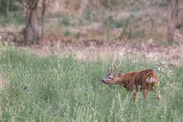 Un corzo comiendo en un prado