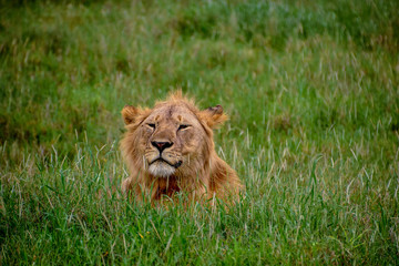 lion ready for the hunt
