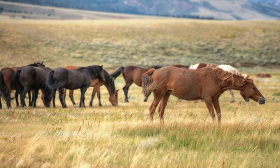 Obraz premium Wild Horses