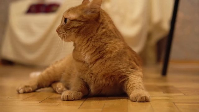 The red cat lies on the floor then jumps up in fright. Funny animals. Animal instinct.