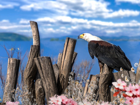 &aacute;guila calva