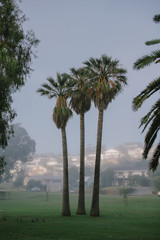 Palm trees in morning fog