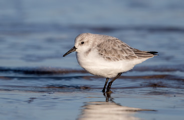 Sanderling on the Sand