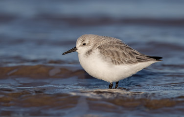 Sanderling on the Sand