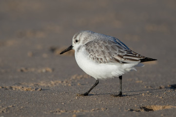 Sanderling on the Sand