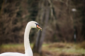 Swan with grass in his beak