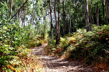 Obraz premium Wanderweg im Wald