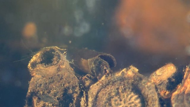 Caddisfly, or order Trichoptera sits at bottom of a small swamp in forest, eats a rotten branch under water. Macro view of insects underwater